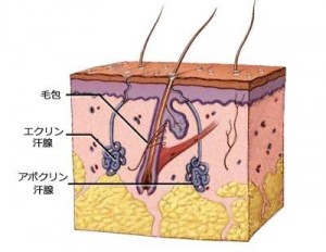 皮膚の構造とアポクリン汗腺